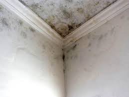 Best Commercial Mold Inspection  in Inesville, GA