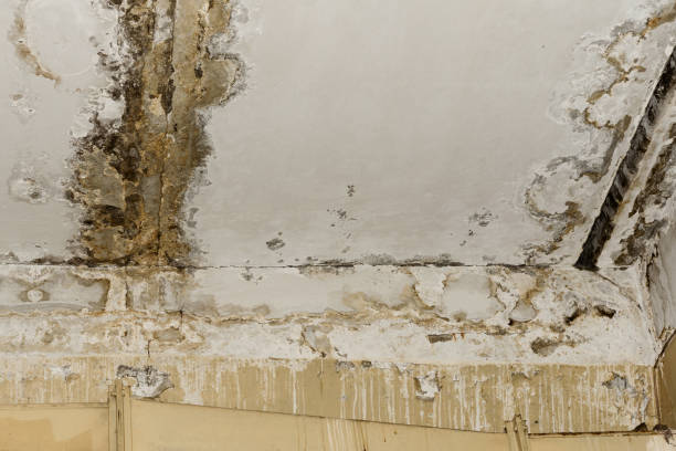 Best Asbestos and Lead Testing During Mold Inspection  in Inesville, GA