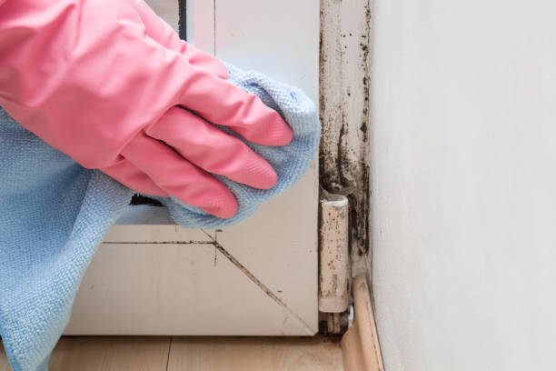 Why You Should Choose Our Mold Remediation Services in Gainesville, GA